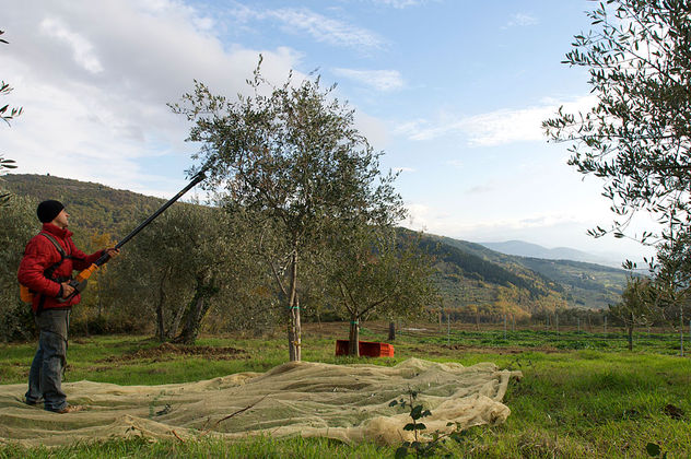 Raccolta delle olive